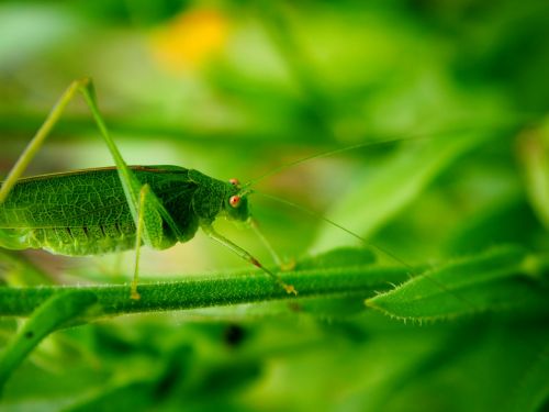 grasshopper garden green