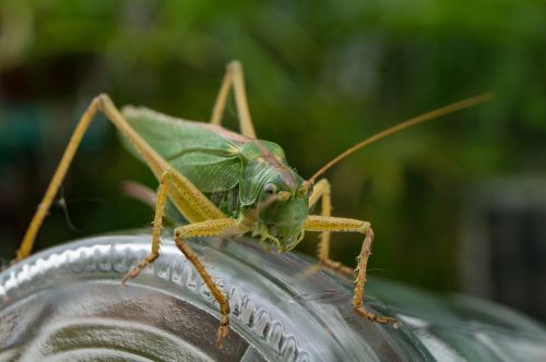 grasshopper insect close