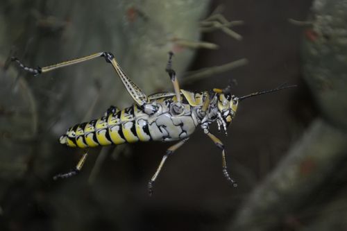 grasshopper bug cricket