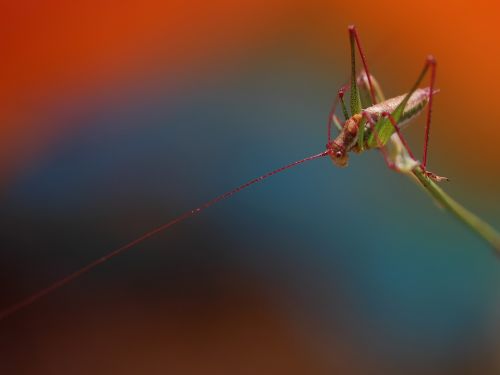 grasshopper plant rest