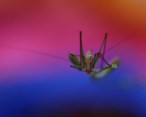 grasshopper plant rest