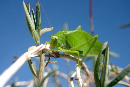 grasshopper insect leaf