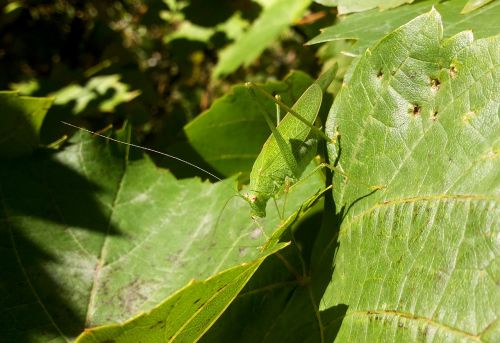 grasshopper nature macro