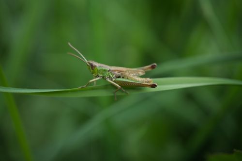 grasshopper insect macro