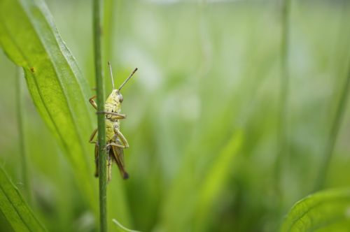 grasshopper macro close