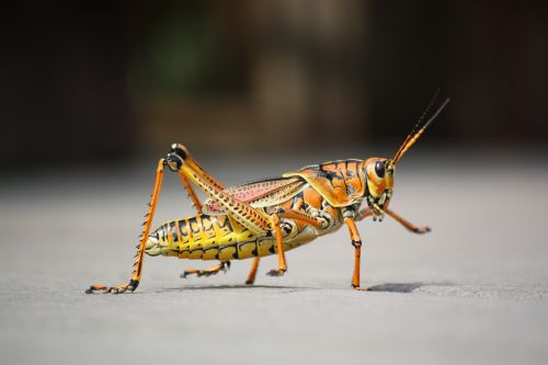 grasshopper insect nature