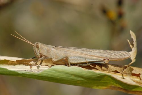 grasshopper chapulines nature