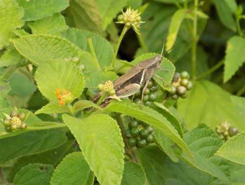 grasshopper berries leaf