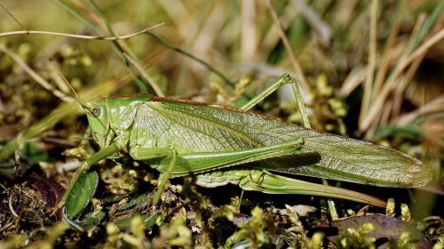 grasshopper insect flight insect