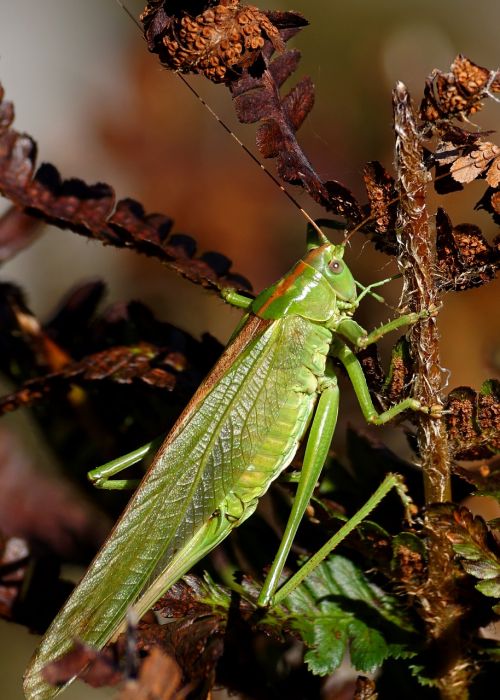 grasshopper insect viridissima