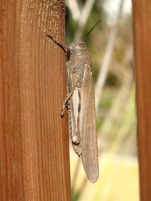 grasshopper insect macro