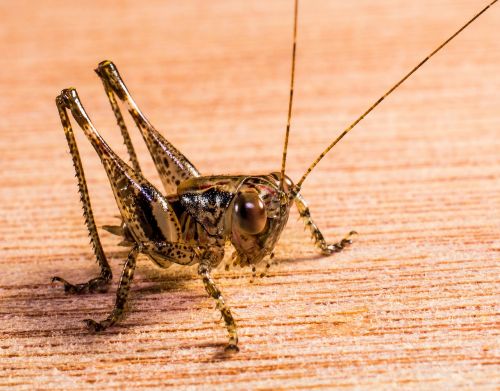 grasshopper viridissima insect