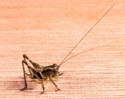 grasshopper viridissima insect