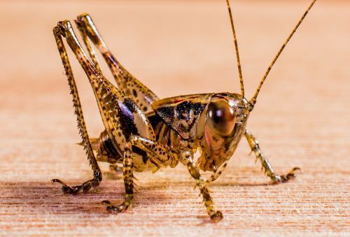 grasshopper viridissima insect