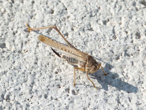 grasshopper lame without a leg