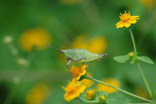 grasshopper yellow flower plant