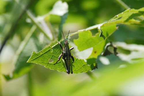 grasshopper chapulin regional