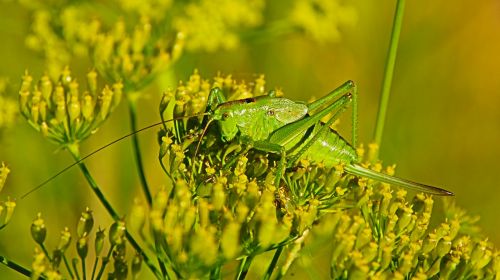 grasshopper nature animal