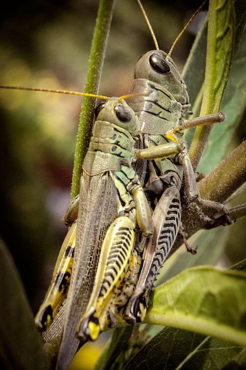 grasshopper nature macro
