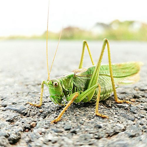 grasshopper nature probe
