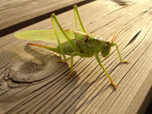 grasshopper kobilka