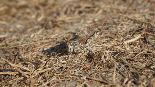 grasshopper insect animal