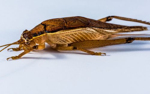 grasshopper viridissima insect