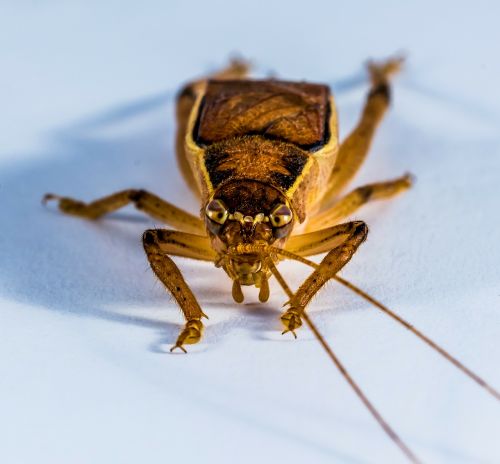 grasshopper viridissima insect