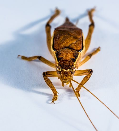 grasshopper viridissima insect