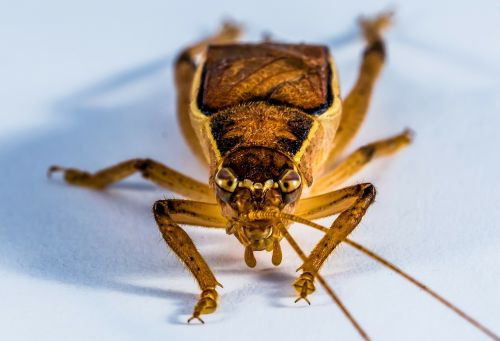 grasshopper viridissima insect