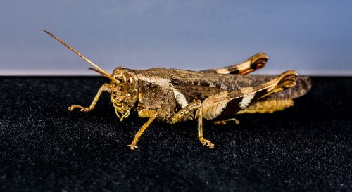 grasshopper viridissima insect