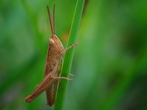 grasshopper insect nature