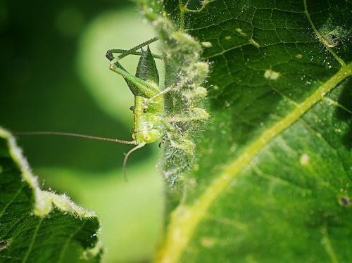 grasshopper insect nature