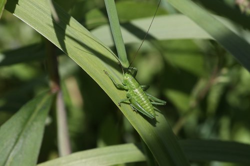 grasshopper  green  insect