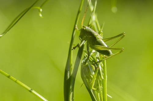 grasshopper  viridissima  camouflage