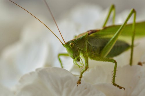grasshopper  insecta  green