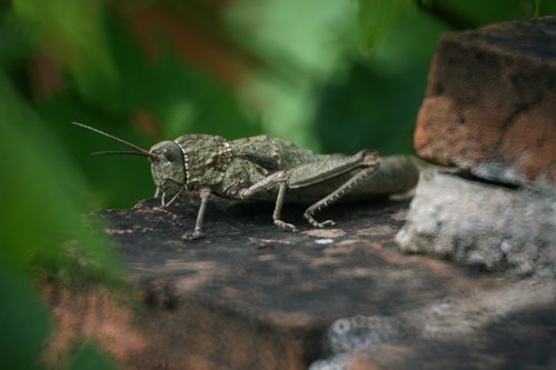 grasshopper  nature  stone