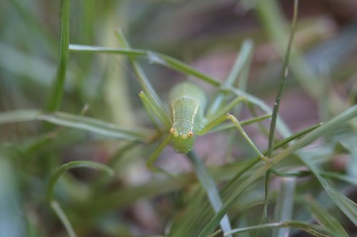 grasshopper  insect  grass