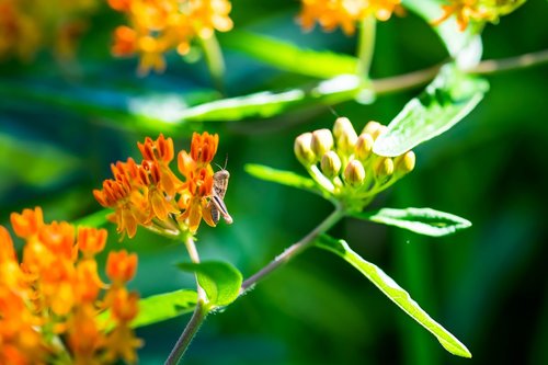 grasshopper  insect  spring