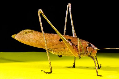 grasshopper viridissima insect