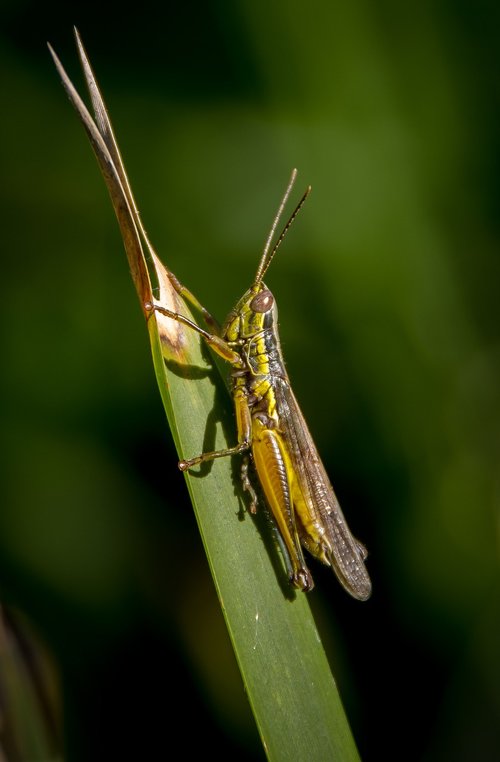 grasshopper  insect  wild