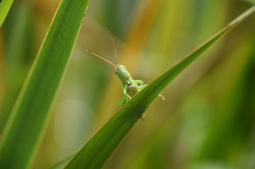 grasshopper  insect  green
