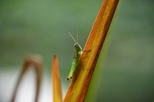 grasshopper  green  insect