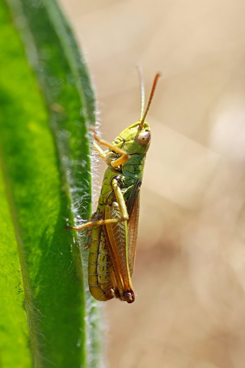 grasshopper  insect  close up