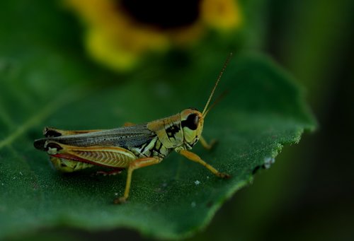 grasshopper  insect  nature