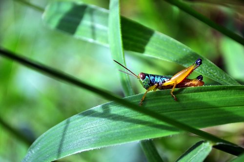 grasshopper  animal  nat
