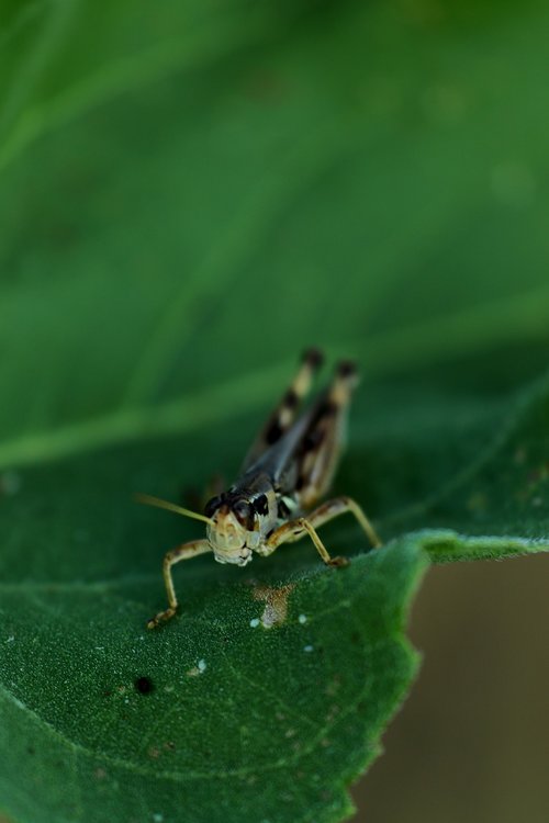 grasshopper  insect  nature