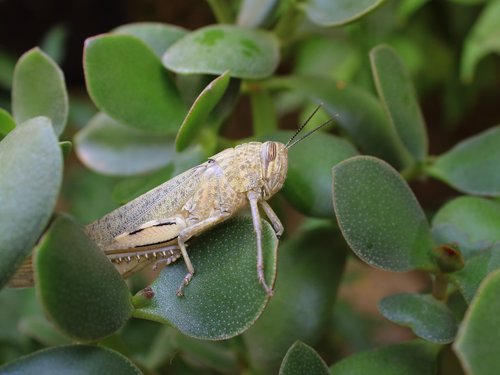 grasshopper  insect  nature