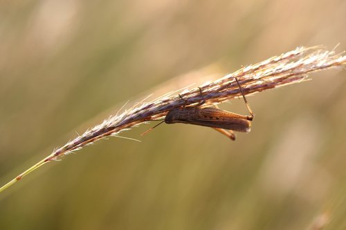 grasshopper  grass  insecta