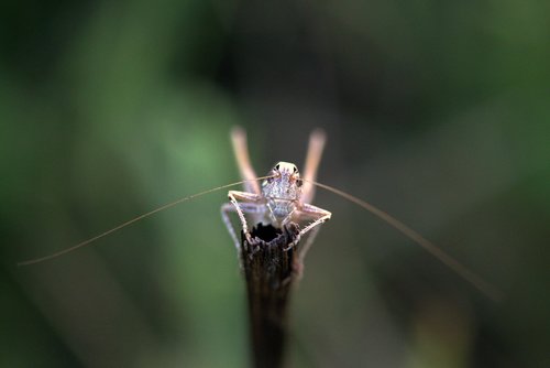 grasshopper  insecta  rest